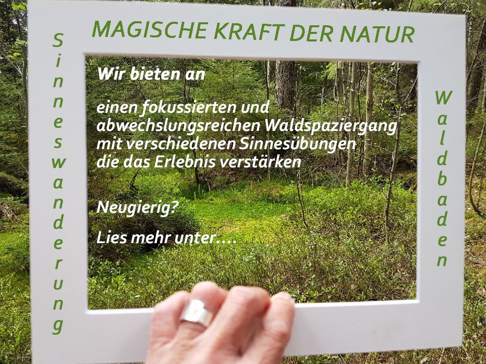 Upptäck magiska krafter i Tiveden nationalpark